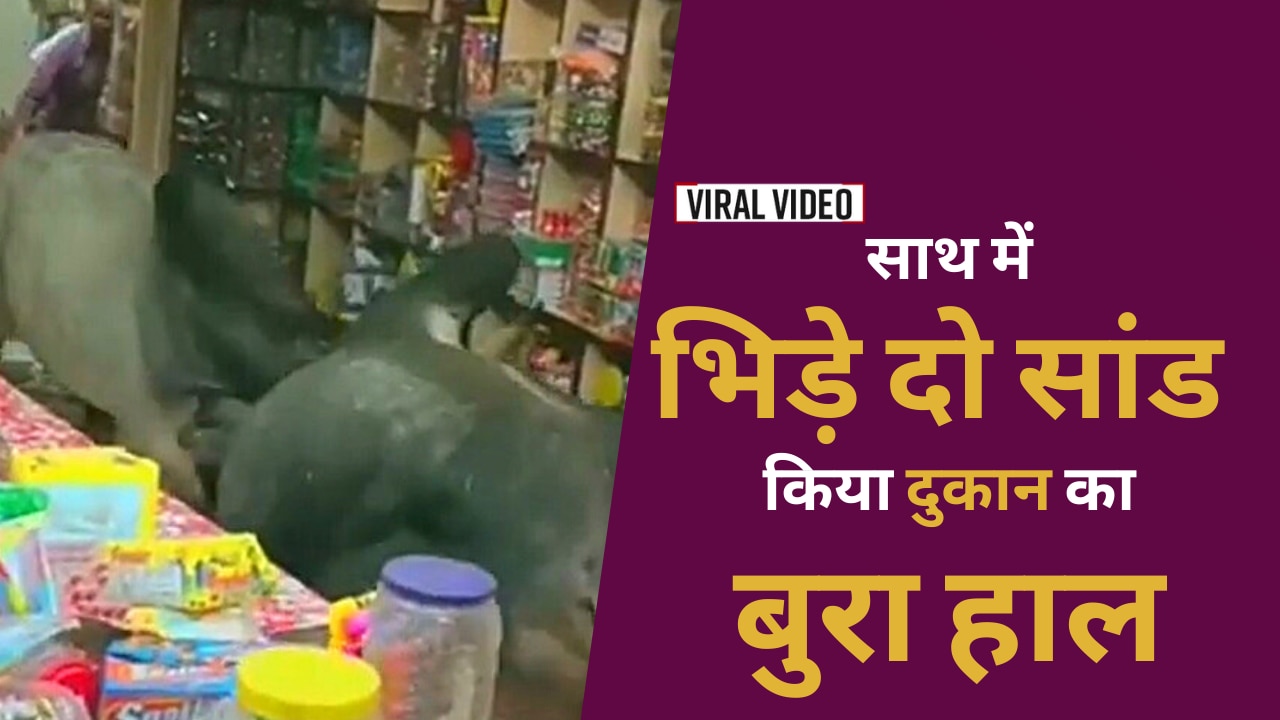 Watch Video: लड़ते-लड़ते दुकान के भीतर घुसे दो सांड, दुकान में मचाई तहस नहस